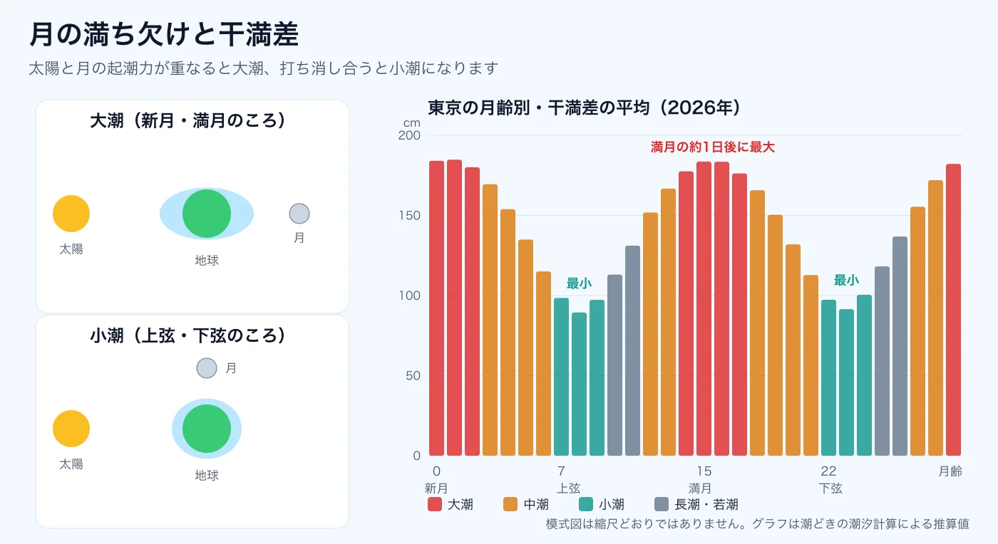 大潮と小潮の仕組みの模式図と、東京の月齢別の干満差の平均を示す棒グラフ。干満差は月齢8と23で最小、新月・満月の約1日後に最大